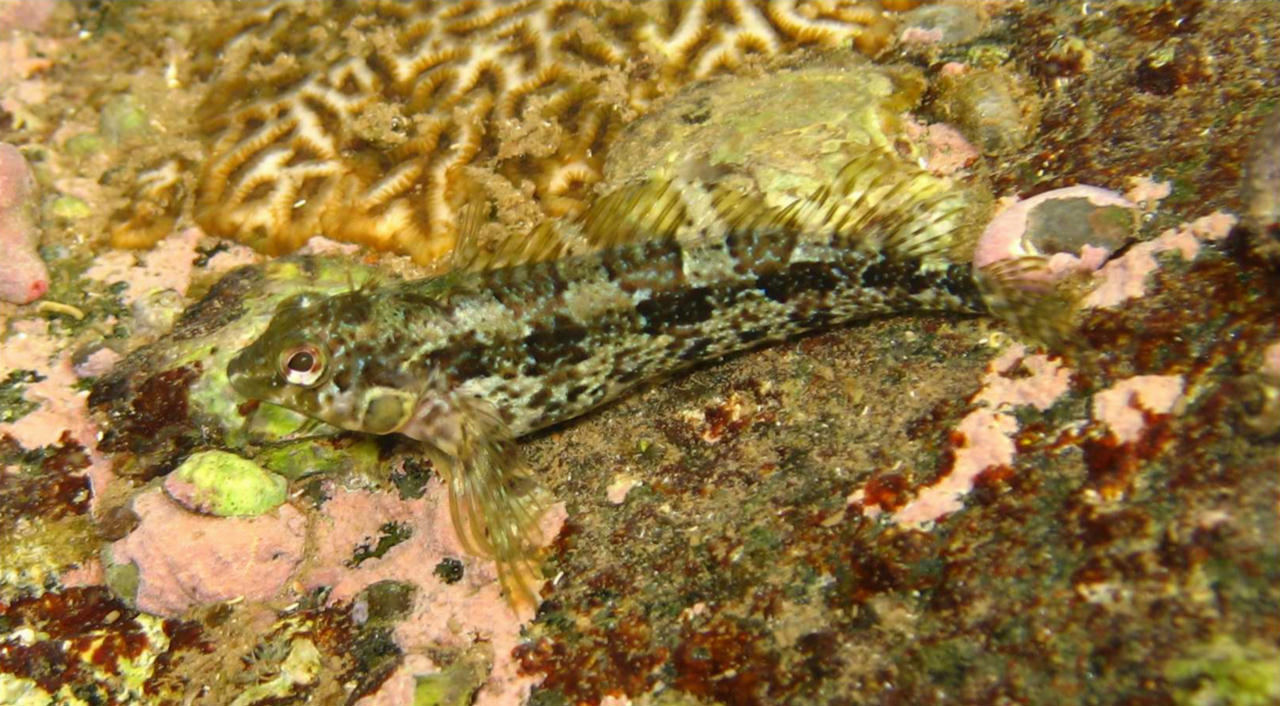 Malacoctenus delalandii